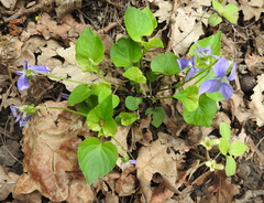 Viola tanaitica