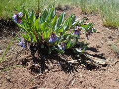 Mertensia oblongifolia