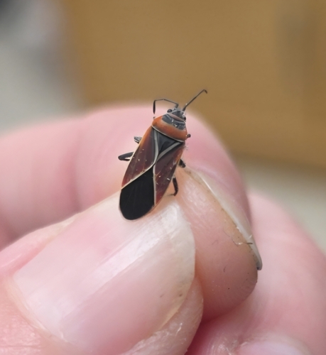 White-crossed Seed Bug