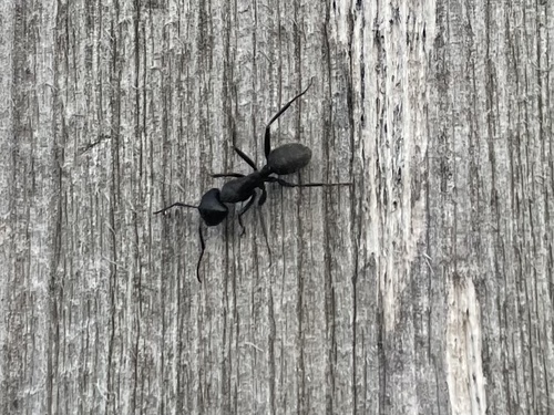 Hairy Carpenter Ant