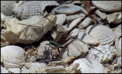Arigomphus pallidus
