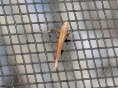 Caloptilia invariabilis