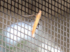 Caloptilia invariabilis