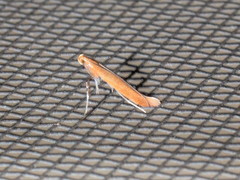 Caloptilia invariabilis