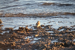 Charadrius semipalmatus
