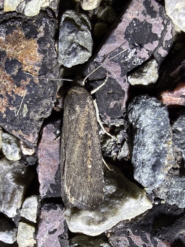 Athetis tenuis