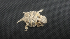 Phrynosoma coronatum