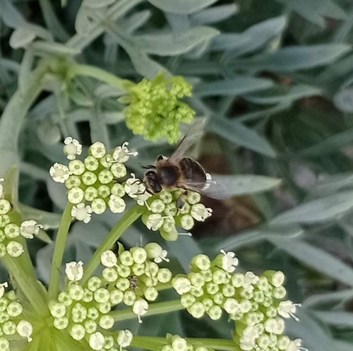 Western Honey Bee