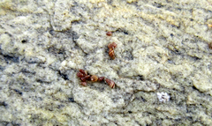 Cingula trifasciata