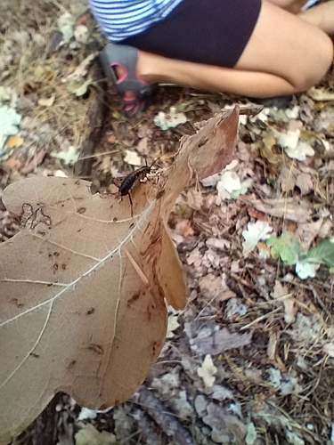 Wood Cricket
