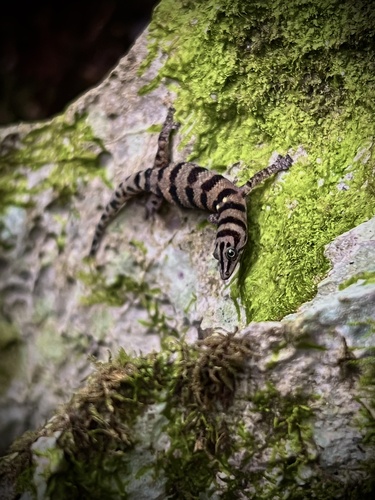 Samana Least Gecko, Sphaerodactylus samanensis