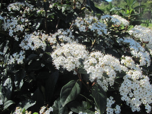 Viburnum tinus