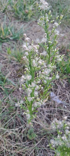 horseweed