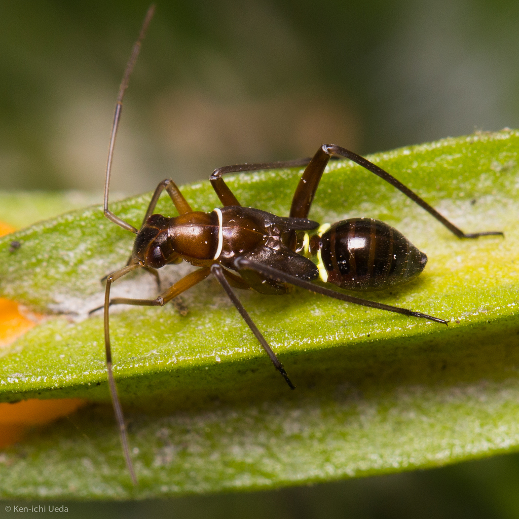 Charming spindle bug