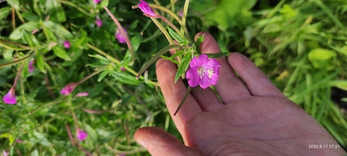Great Willowherb