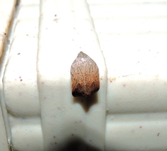 Tortricopsis pyroptis