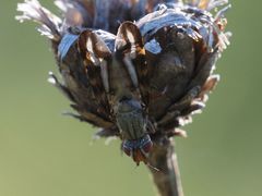 Otites lamed