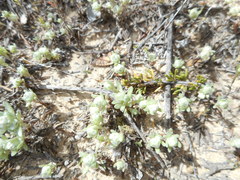 Stylocline gnaphaloides