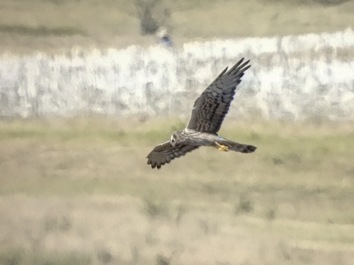 Montagu's Harrier