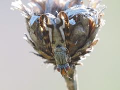 Otites lamed