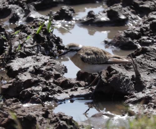 iNaturalist image
