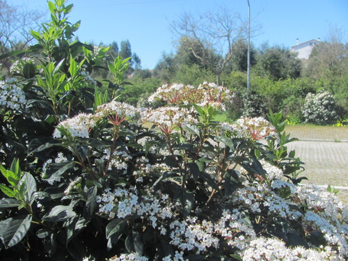 Viburnum tinus