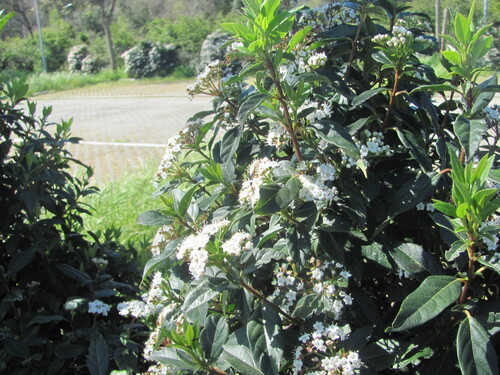 Viburnum tinus