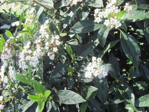Viburnum tinus