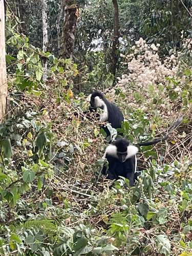 Ruwenzori Black-and-White Colobus
