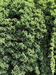 Chamaecyparis obtusa