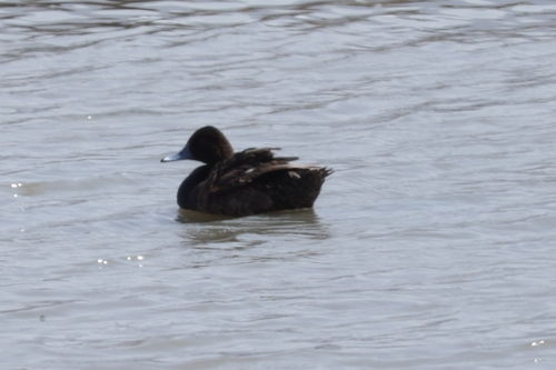 iNaturalist image