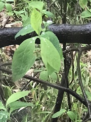 Lindera benzoin