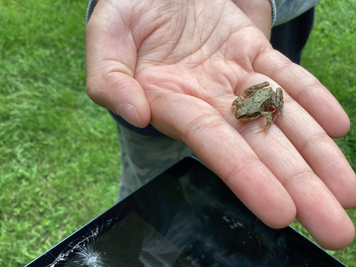 European Common Frog