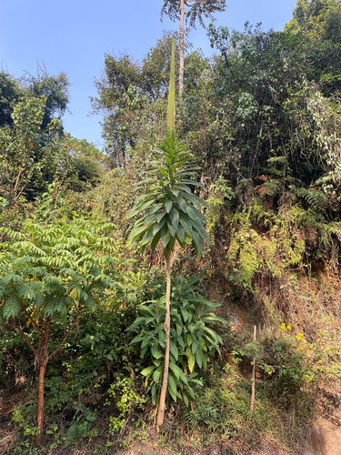 Lobelia giberroa
