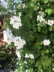 Spiraea × vanhouttei