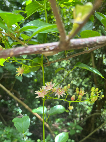 Illigera luzonensis observed 2026-08-17