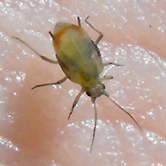 Rhopalosiphum