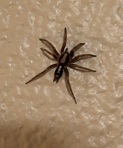 Eastern Parson Spider