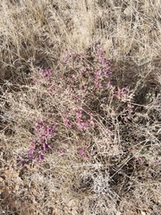 Ruschia intricata, photograph (c) Marianne Le Roux, some rights reserved (CC BY)