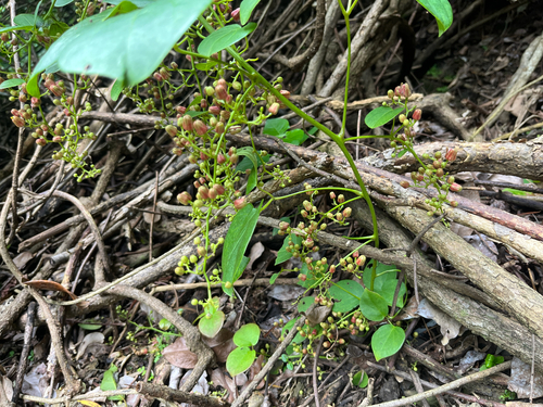 Illigera luzonensis observed 2026-08-17