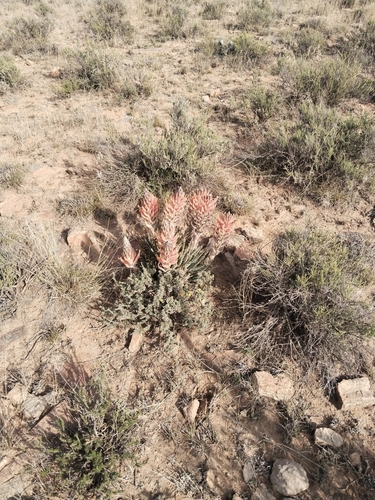 Aloe longistyla