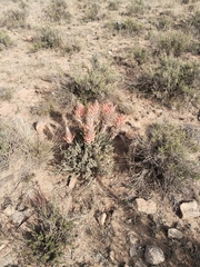 Aloe longistyla, photograph (c) Marianne Le Roux, some rights reserved (CC BY)