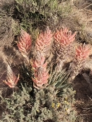 Aloe longistyla, photograph (c) Marianne Le Roux, some rights reserved (CC BY)