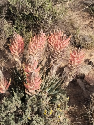 Aloe longistyla, photograph 4