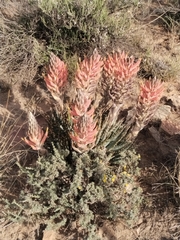 Aloe longistyla, photograph (c) Marianne Le Roux, some rights reserved (CC BY)
