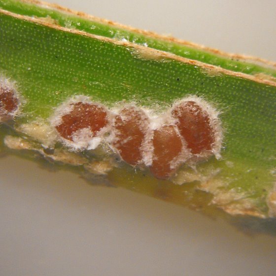 Phoenicococcidae