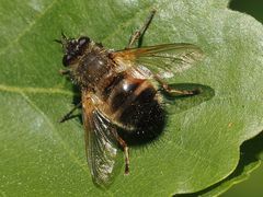 Tachina lurida