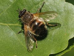 Tachina lurida