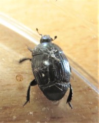 Margarinotus brunneus