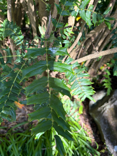 Mahonia oiwakensis, 2026-08-17